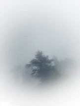 a lone tree in a foggy field