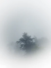 a lone tree in a foggy field