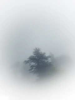 a lone tree in a foggy field