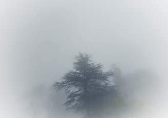 a lone tree in a foggy field