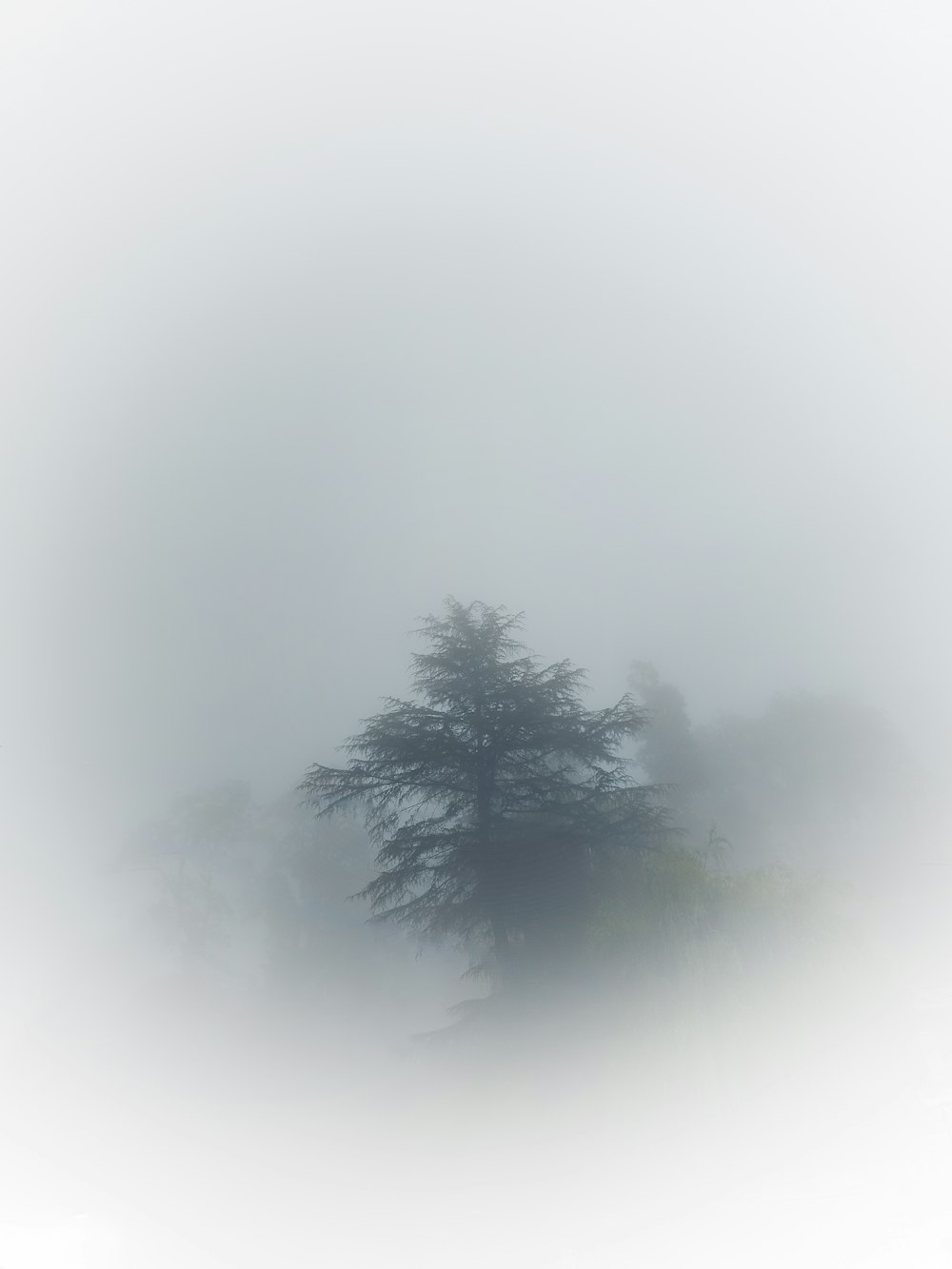 a lone tree in a foggy field