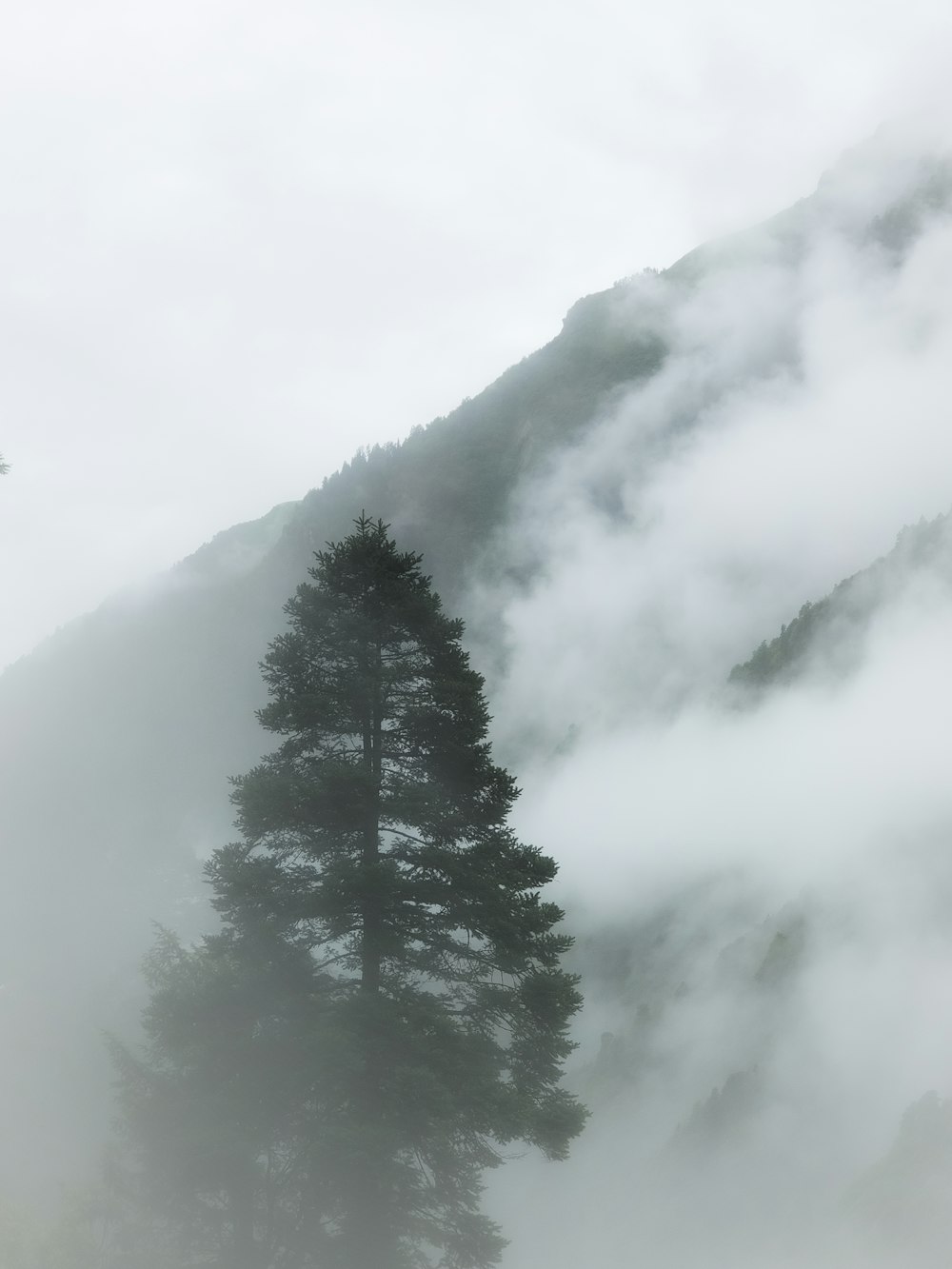 a foggy mountain with a single tree in the foreground