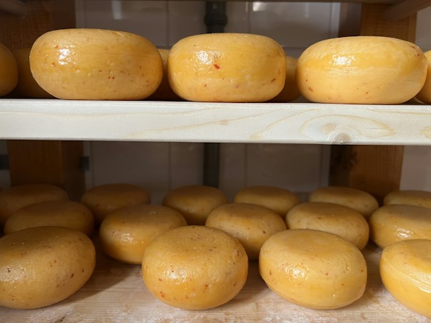 Several round, golden-yellow cheese wheels are neatly arranged on two wooden shelves. The cheese wheels appear smooth and have a glossy finish, indicating freshness or a wax coating. The background suggests an environment typical for cheese storage or aging.