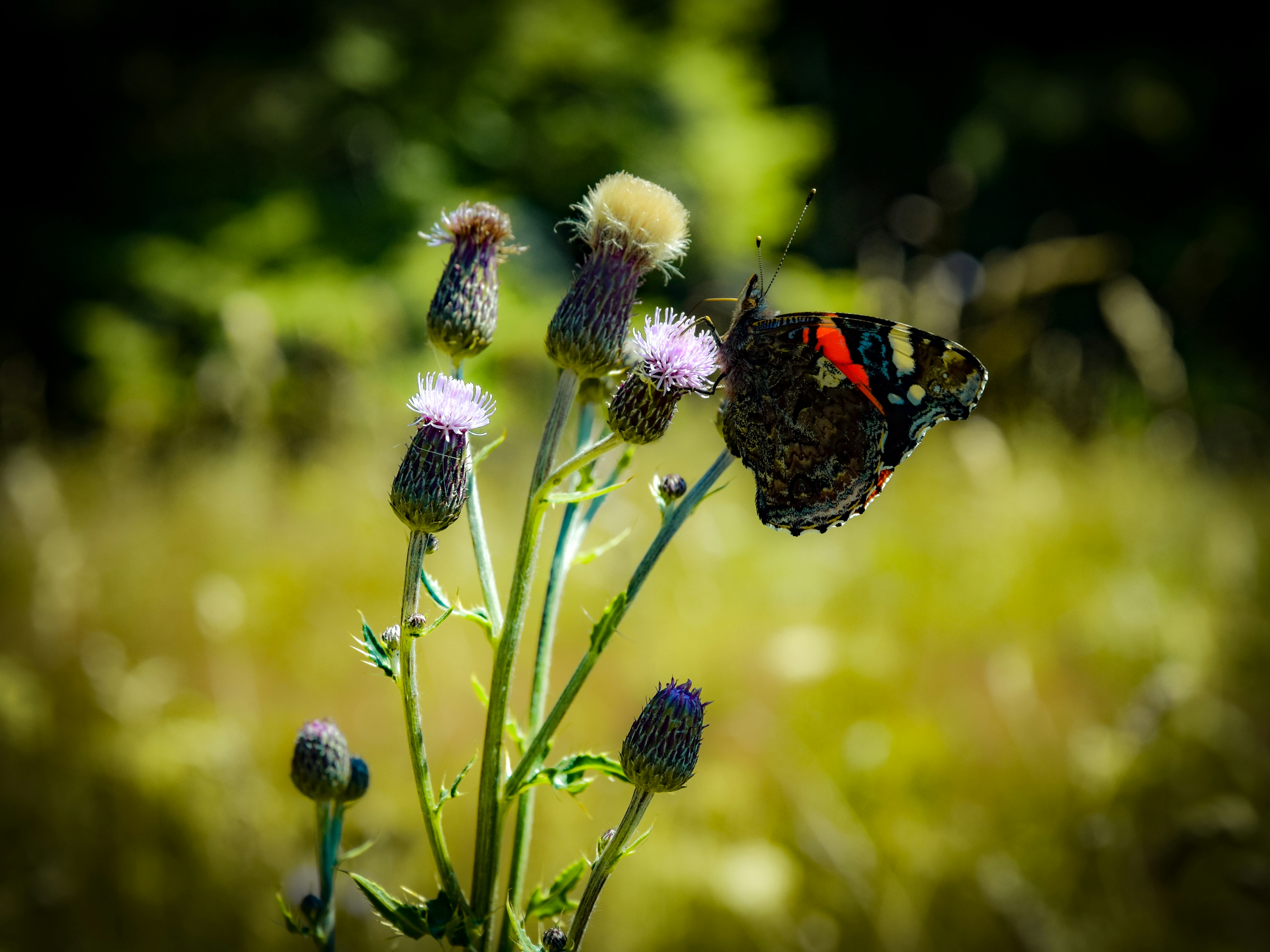 Photo by dominikklos