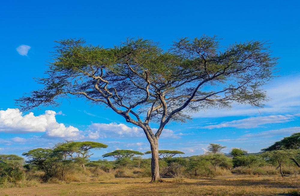 a lone giraffe standing under a tree in a field