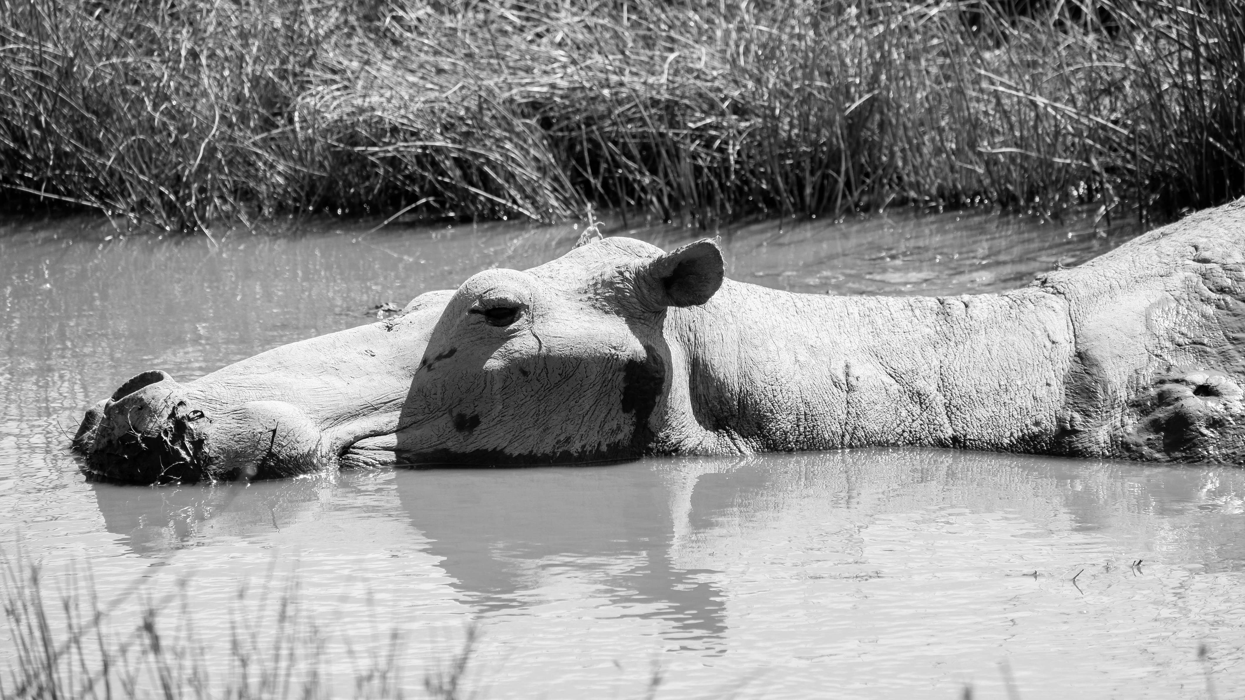 a cow that is laying down in the water