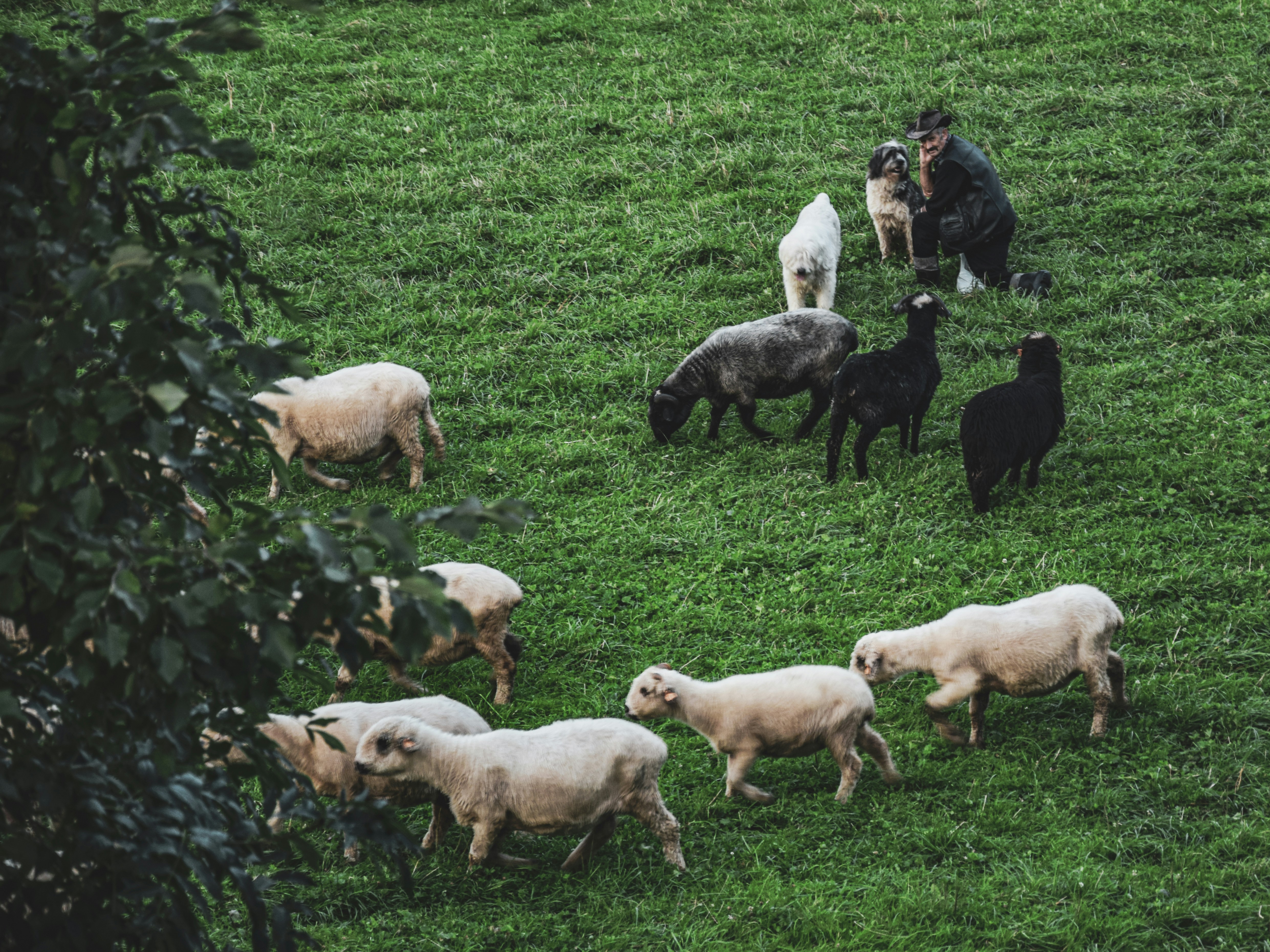 a herd of sheep standing on top of a lush green field