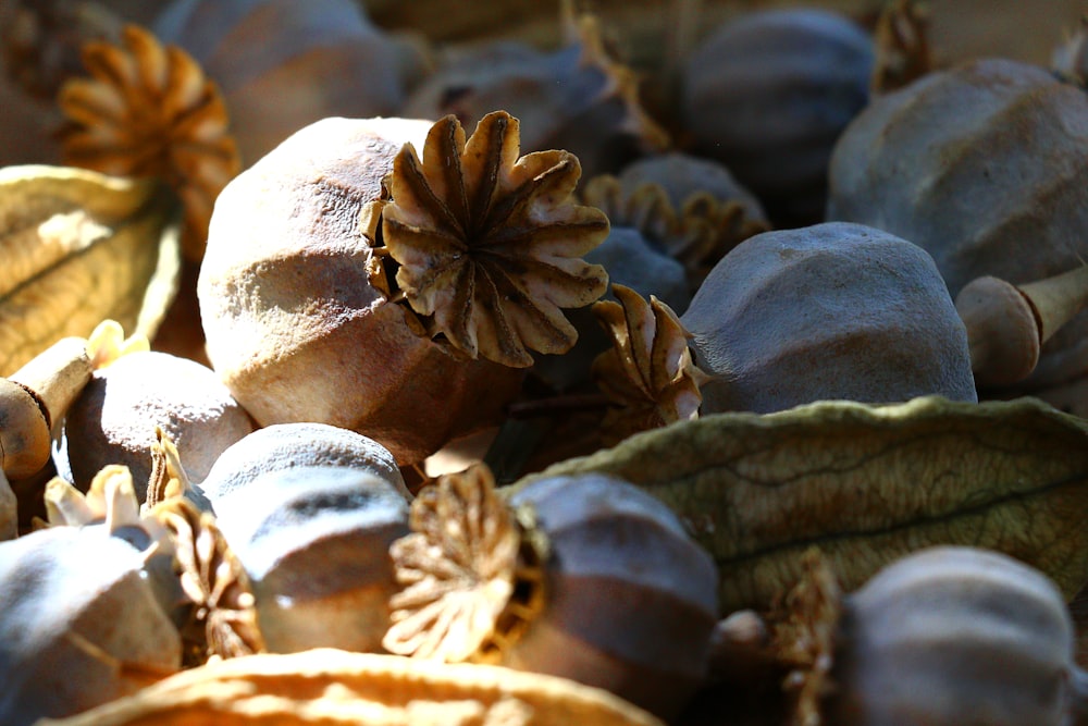 a close up of a bunch of leaves and acorns