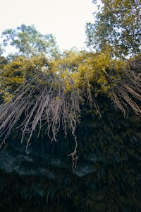 Forest Elemental