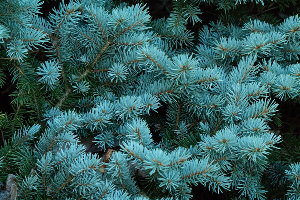 a close up of a blue tree branch
