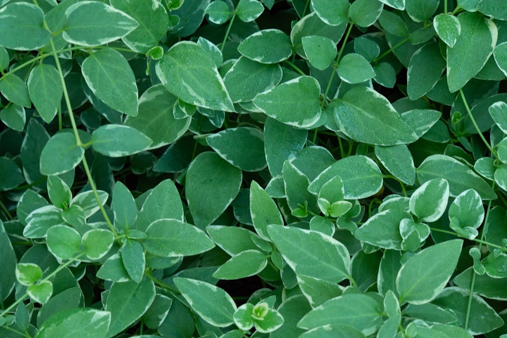 a close up of a bunch of green leaves