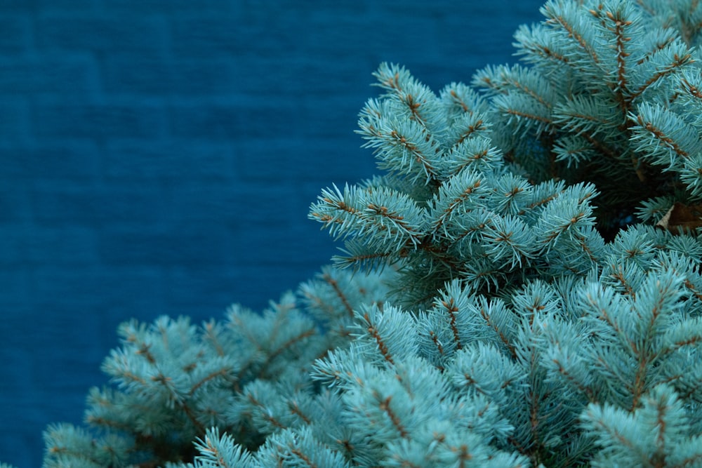 a close up of a pine tree with a blue background