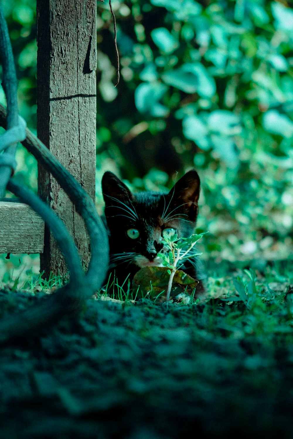 a black cat sitting in the grass next to a tree