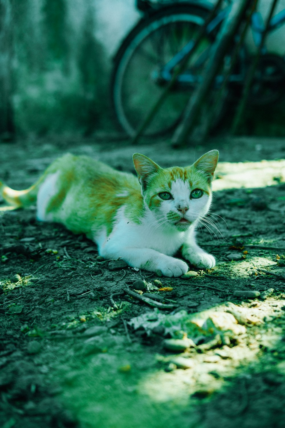 a green and white cat laying on the ground