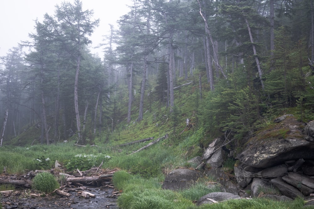 a stream running through a lush green forest