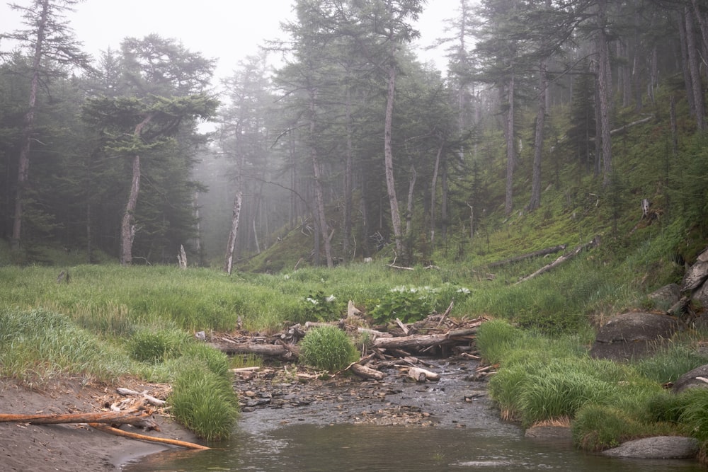 a stream running through a lush green forest