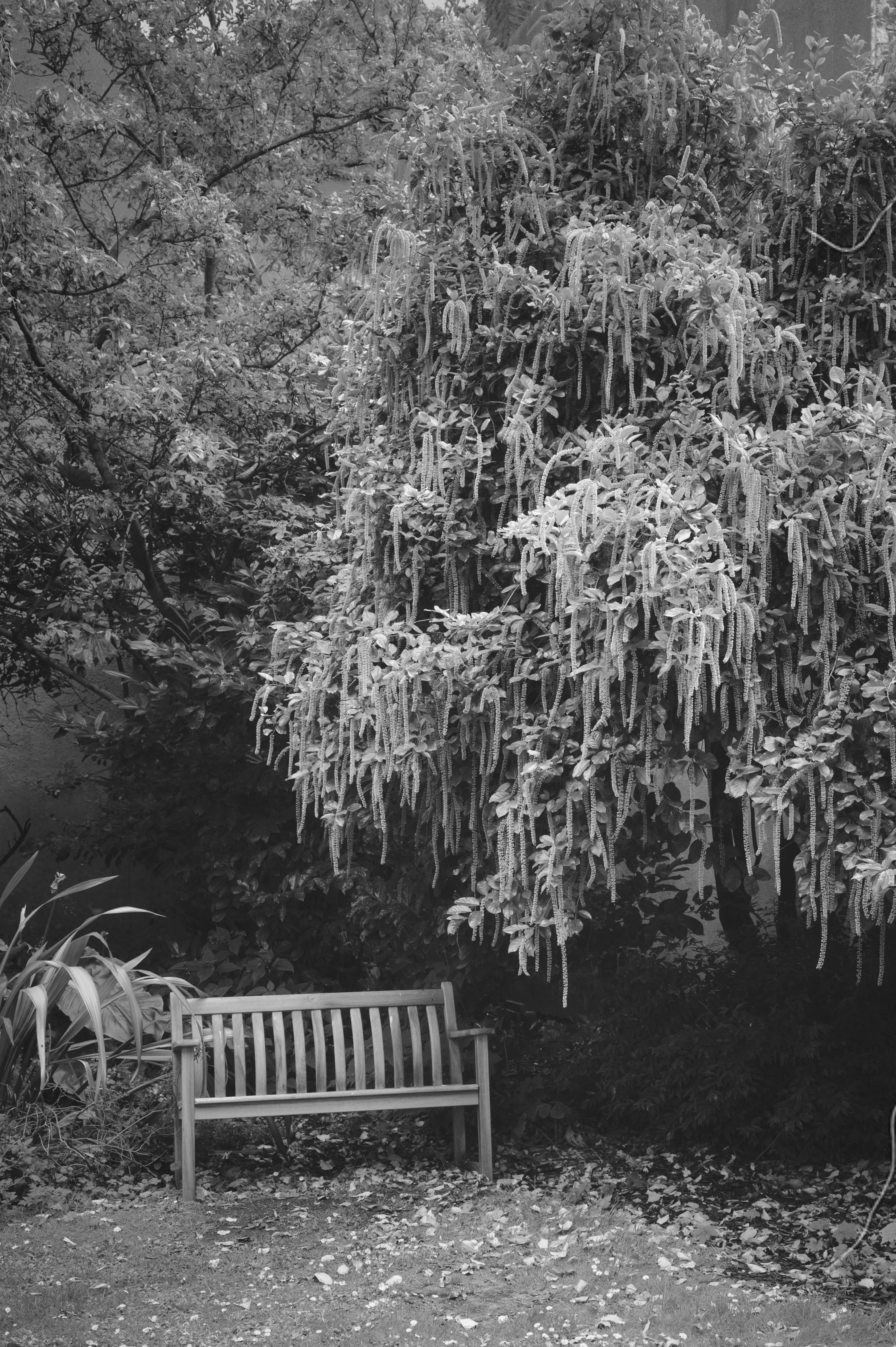 a black and white photo of a bench under a tree