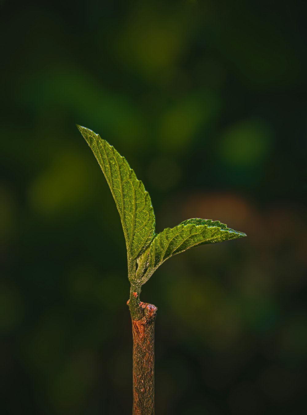 una pequeña hoja verde encima de un palo de madera