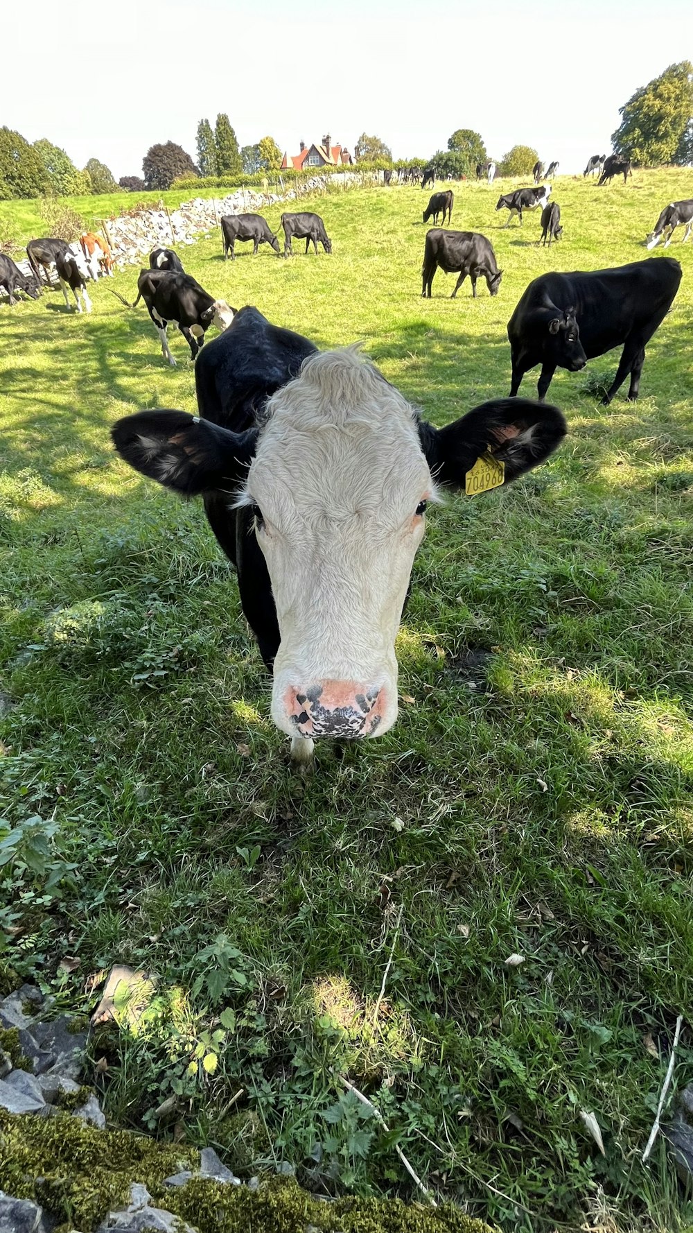 a herd of cows grazing on a lush green field