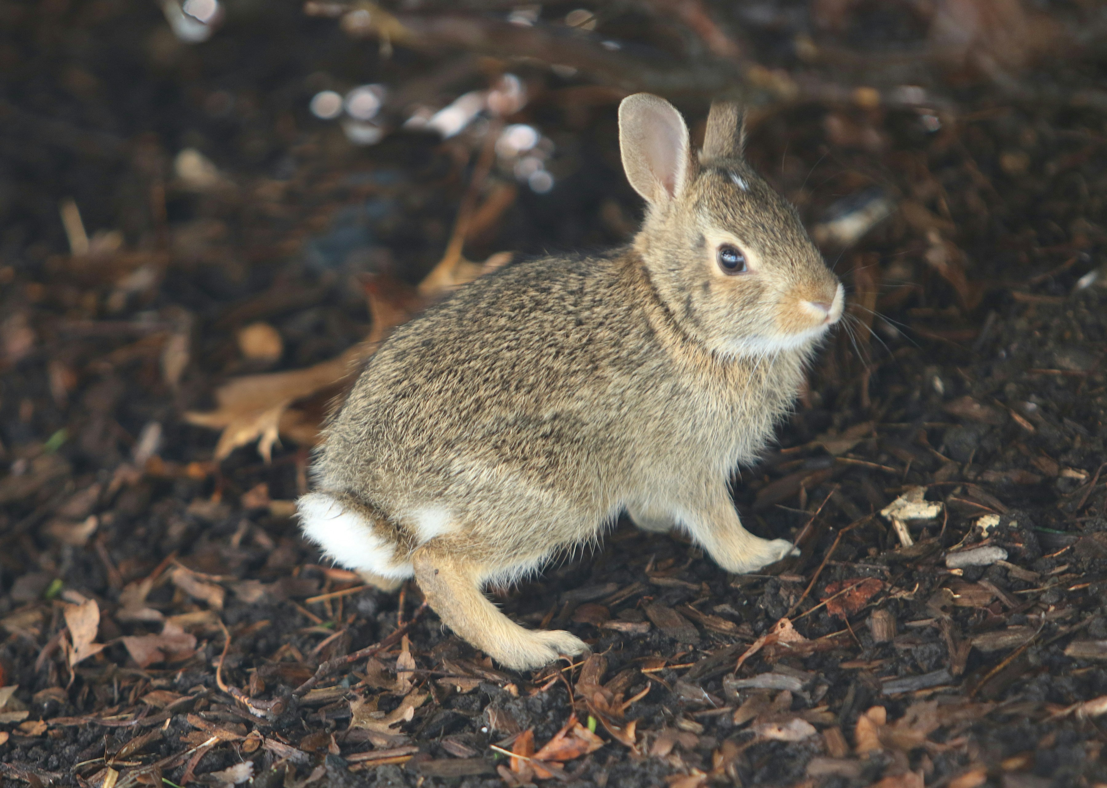 A small rabbit sitting on top of a pile of mulch photo Free Ma Image
