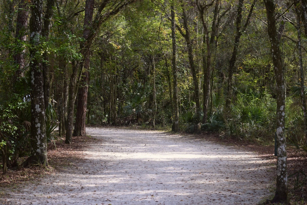 a dirt road in the middle of a forest