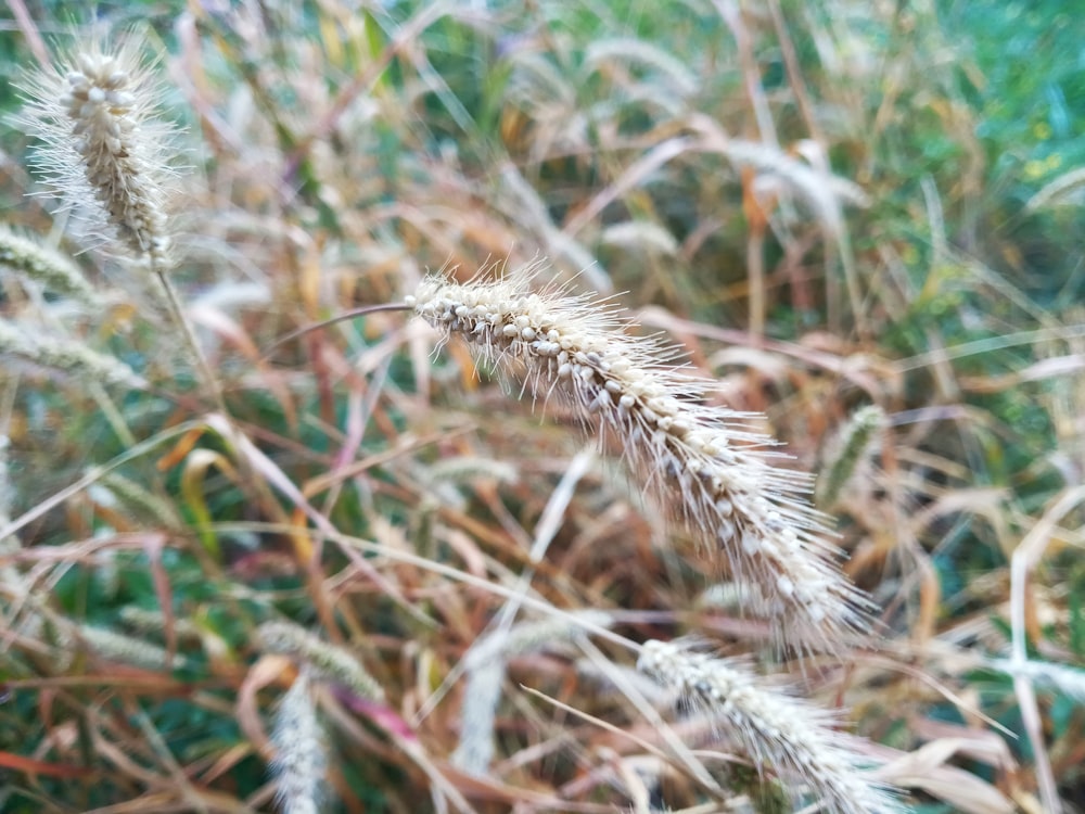 a close up of a bunch of plants in a field