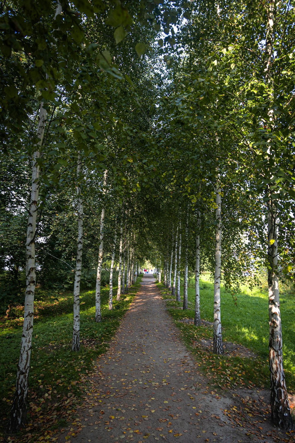 a path lined with trees in a park