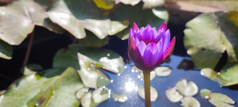 a purple flower sitting in the middle of a pond