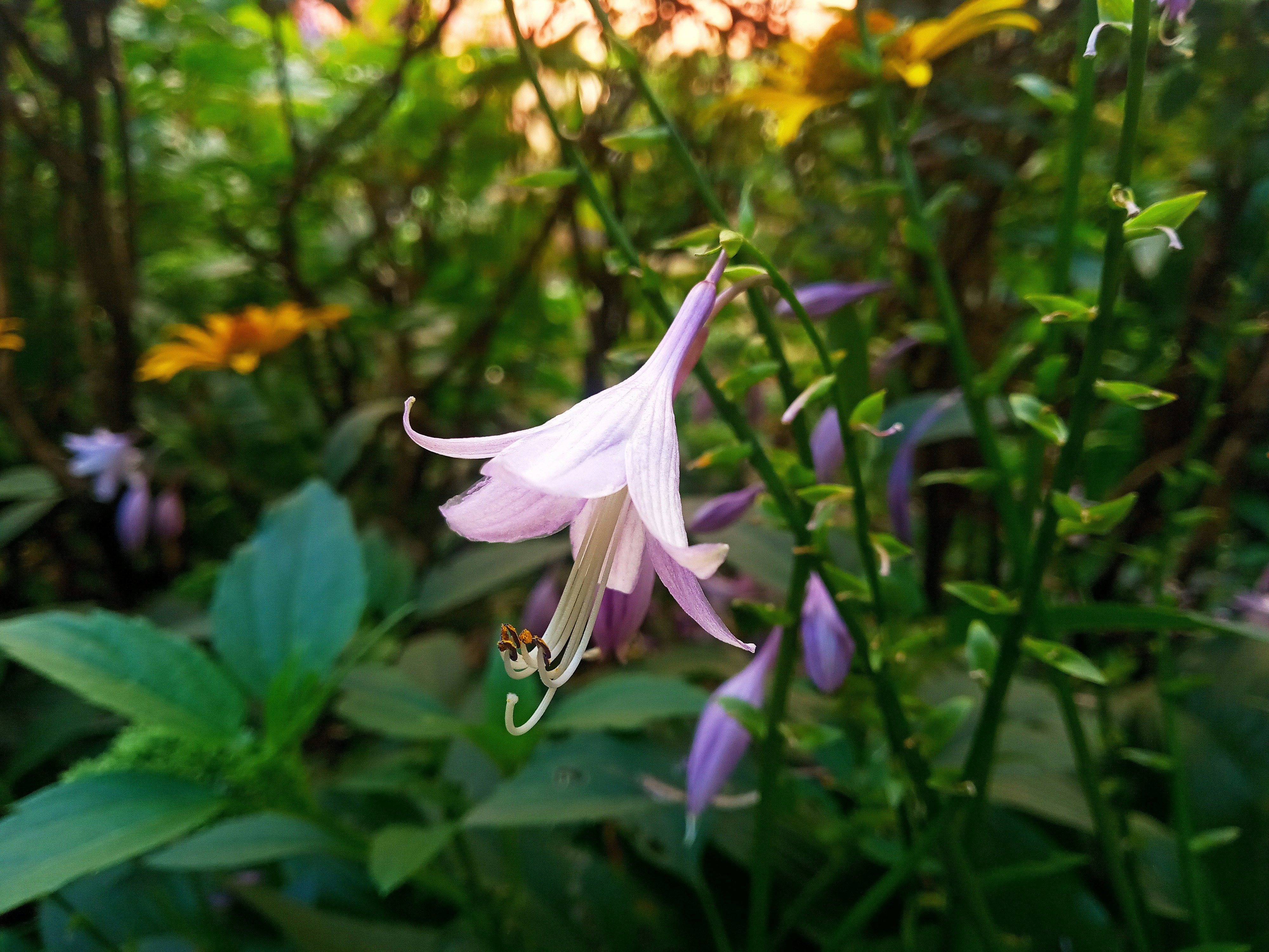 un fiore che si trova in mezzo ad alcune piante
