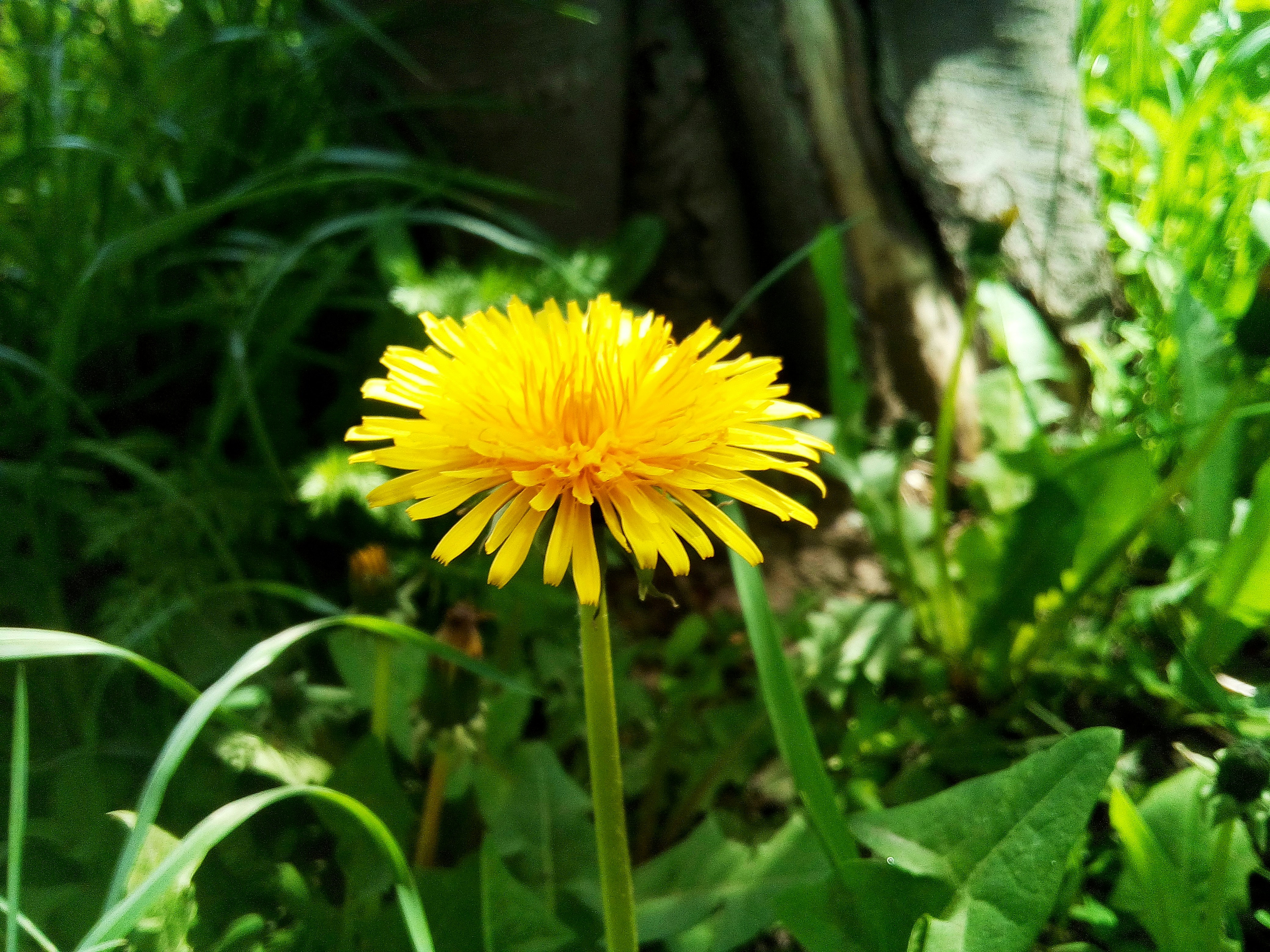 Dandelion