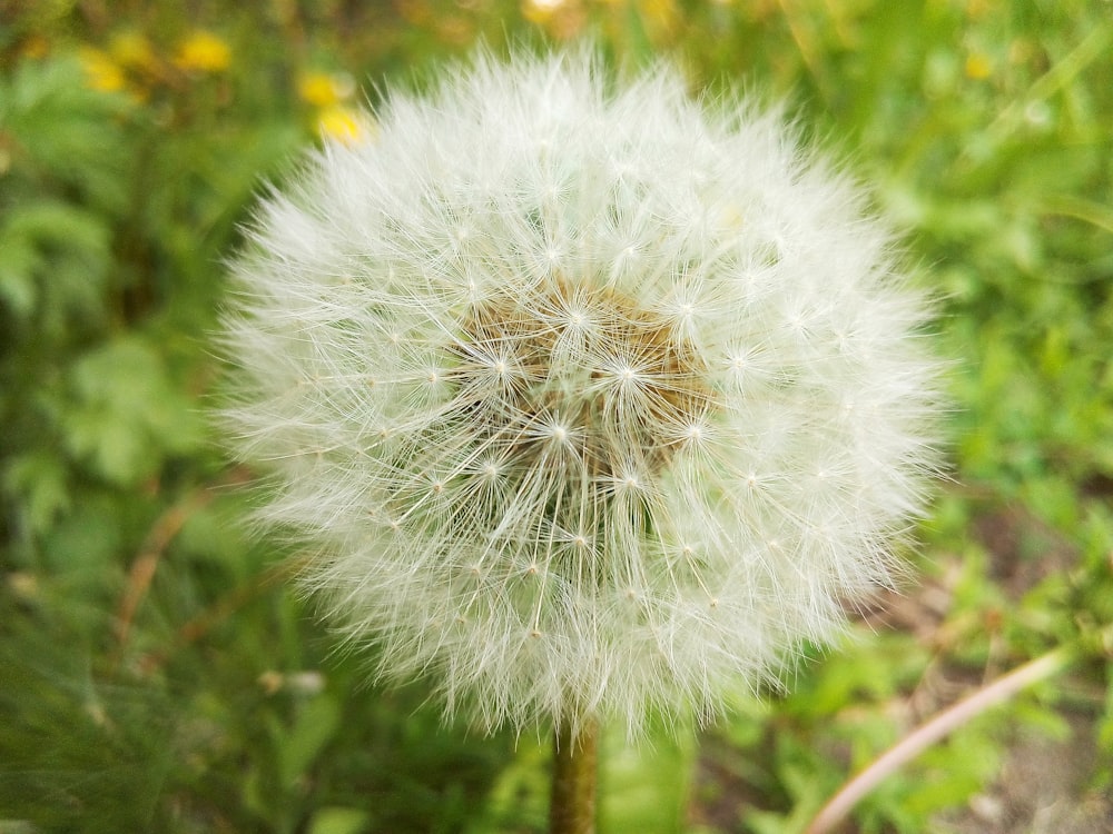 a close up of a dandelion in a field