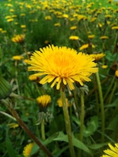 a field full of yellow dandelions in the grass