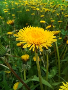 a field full of yellow dandelions in the grass