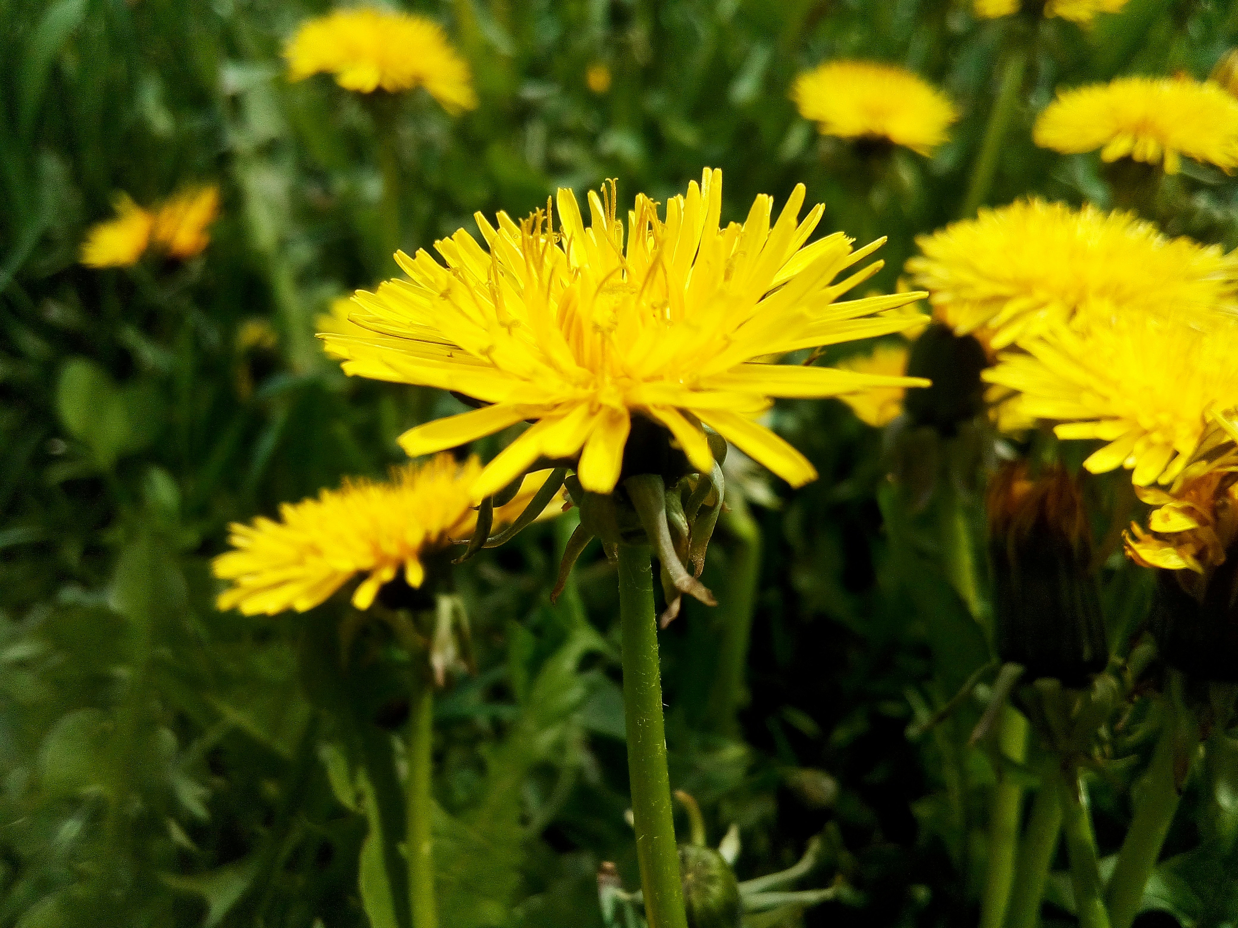 Nature's Pharmacy Growing in Your Yard (image credits: unsplash)