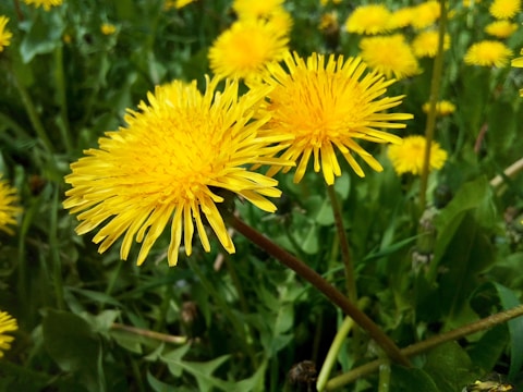 a bunch of yellow flowers that are in the grass