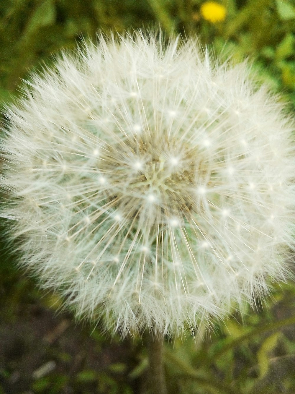 a close up of a dandelion in a field