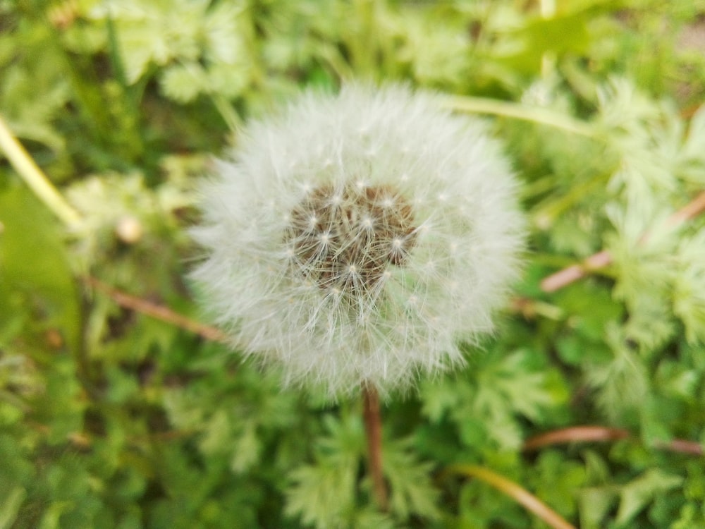 a close up of a dandelion in a field