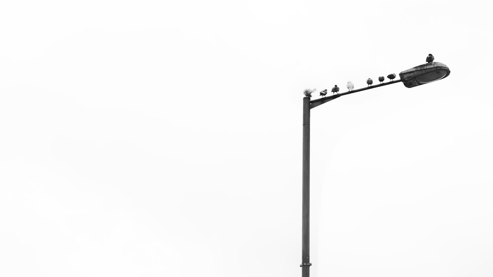 a street light with birds sitting on top of it