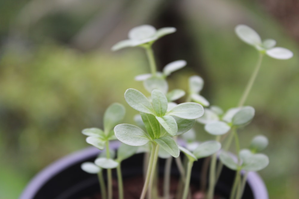 a close up of a small plant in a pot