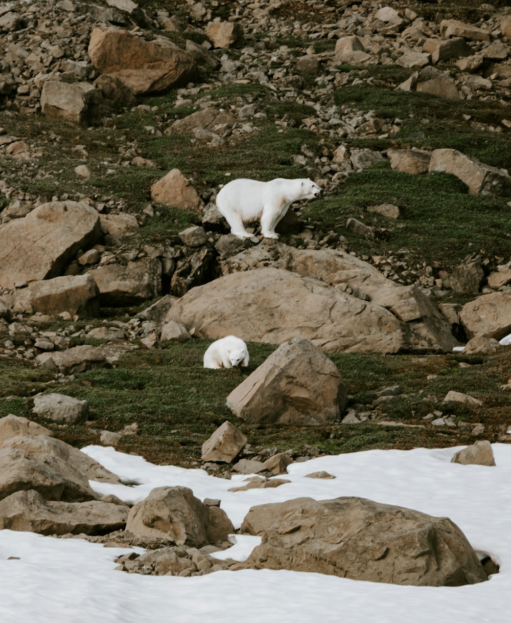 two polar bears walking on a rocky hillside