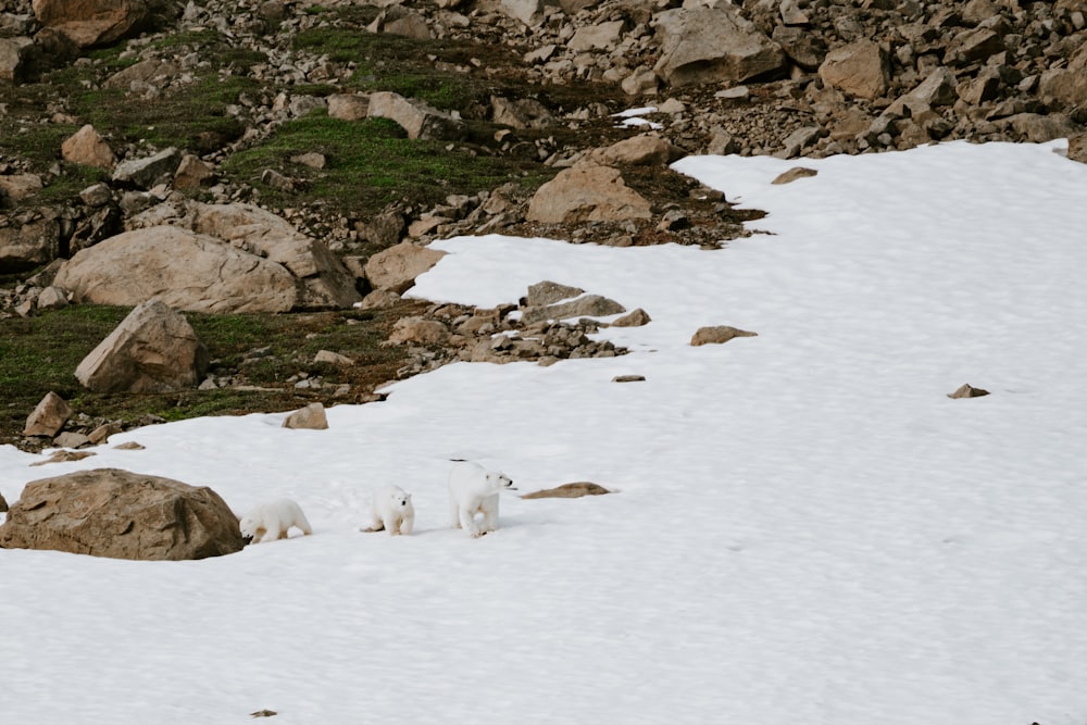 a couple of animals that are standing in the snow