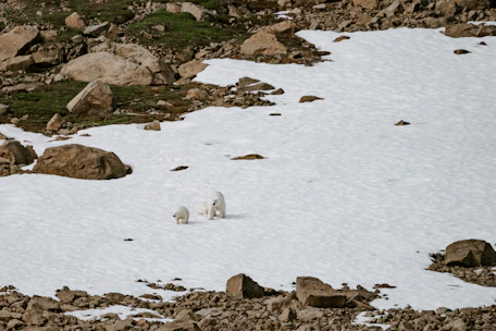 A close-up of a polar bear mother and cub walking across melting ice under a soft Arctic sunset.