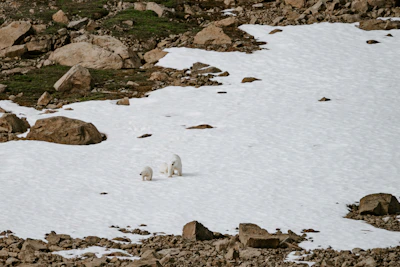 A close-up of a polar bear mother and her cub walking across melting Arctic ice under a soft golden sunset.