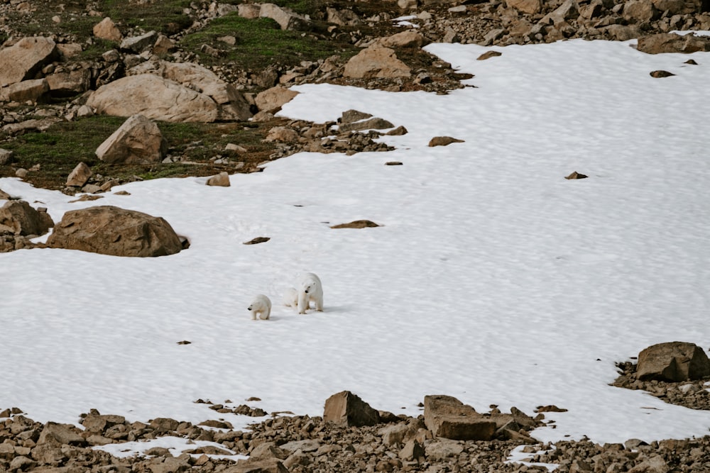 a couple of animals that are standing in the snow