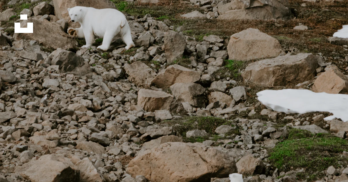 Animals Move Rocks A couple of animals that are standing on some rocks photo β Free ...