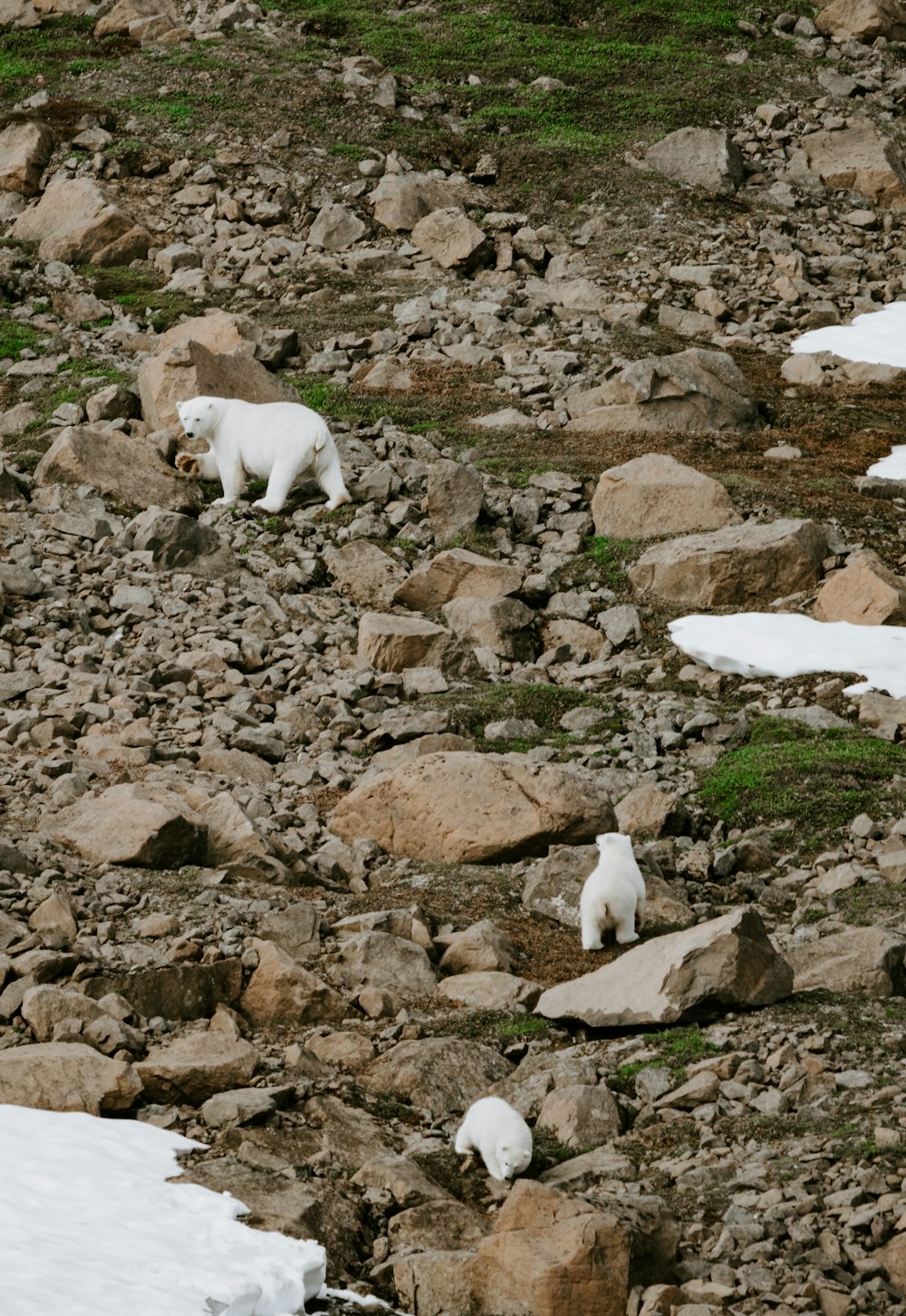 a couple of animals that are standing on some rocks