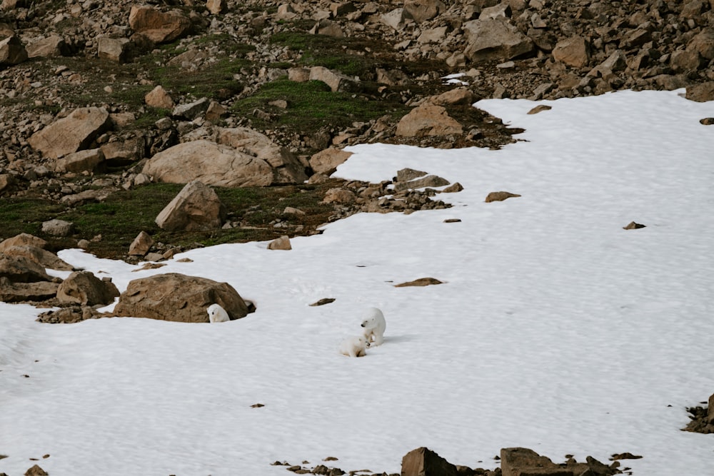 a white dog walking across a snow covered slope