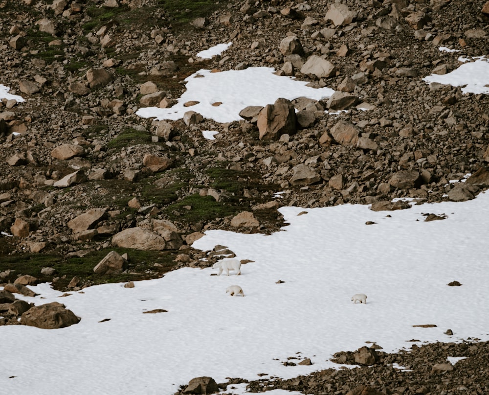 a mountain goat standing on top of a snow covered slope