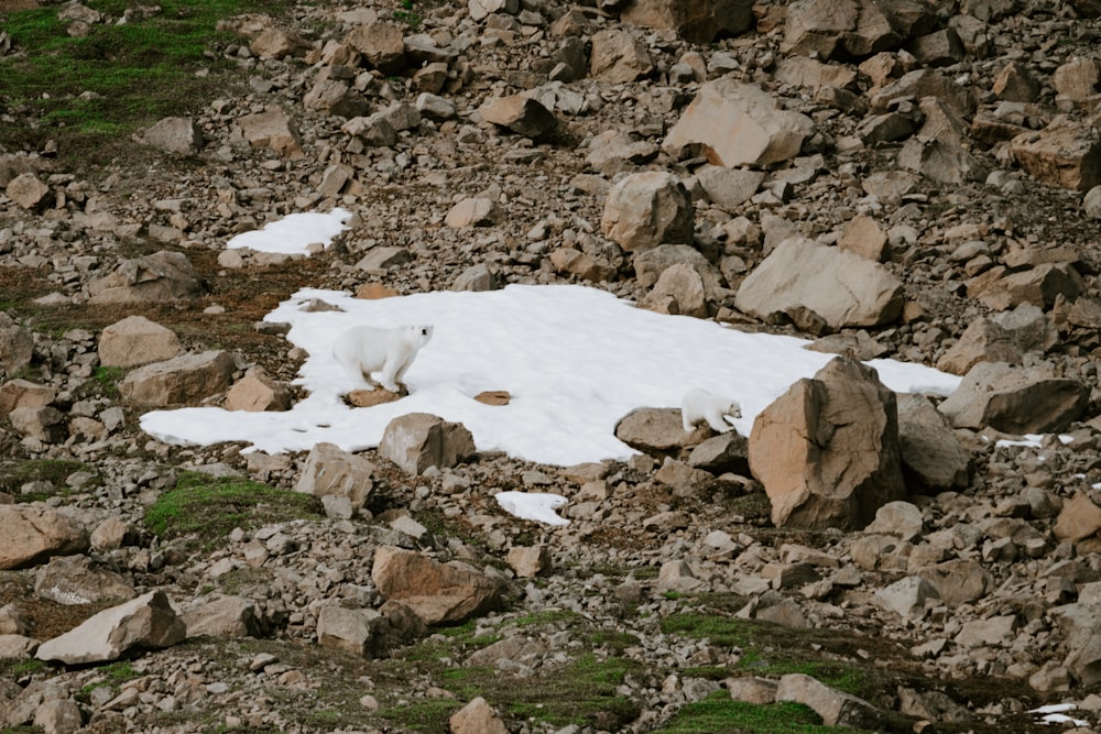 a polar bear laying on a pile of rocks