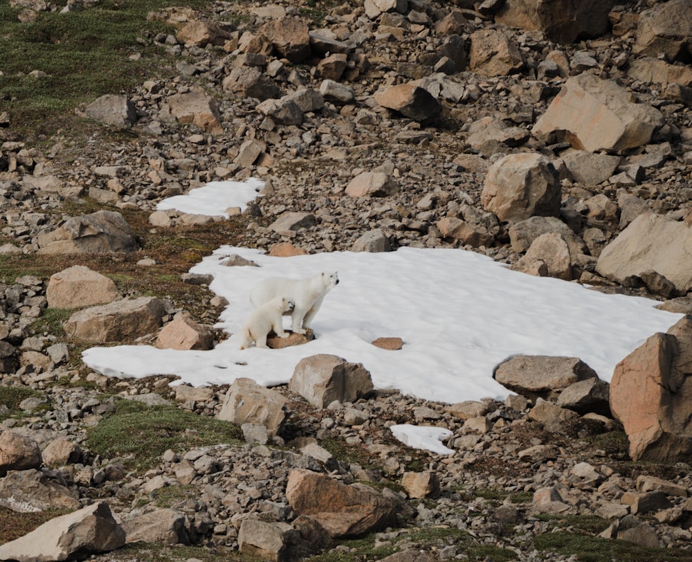 a polar bear walking across a snow covered field